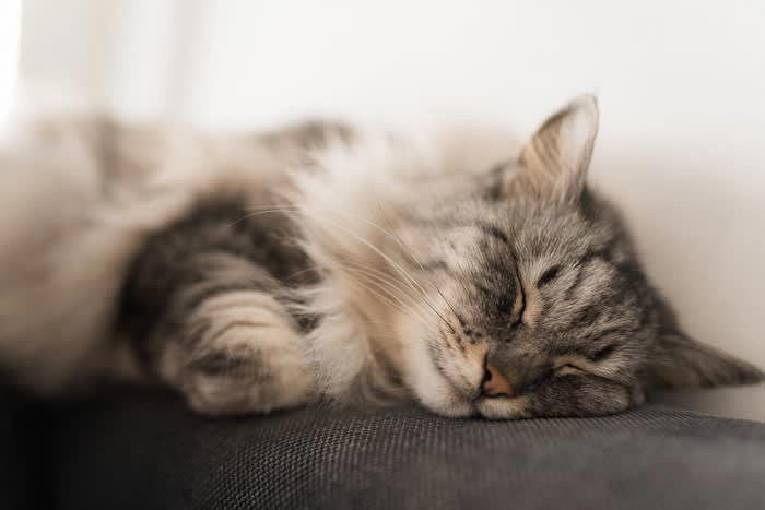 猫の被毛に起こる「毛割れ」とは？, 猫が『毛割れ』を起こしているときの原因, 1.毛質の乱れを招く皮膚トラブル, 2.グルーミング不足によるもの, 3.栄養バランスの偏りで毛質が変わった, 猫の毛割れを防ぐための改善策