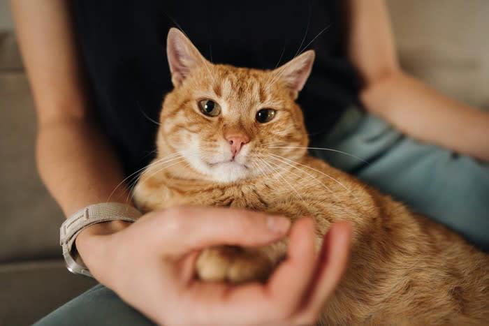 猫も「空気を読んでいる」と感じる瞬間3選, 1.泣いていると、そっとそばに来てくれる, 2.忙しそうにしていると、邪魔をせずに見守る, 3.喧嘩が始まると、間に入ってなだめようとする, なぜわかるの？猫の「察知能力」のヒミツ, 優れた「観察力」, わずかな変化に気づく「嗅覚」, 飼い主が意識したい「猫との接し方」, 猫が寄り添ってくれたら、優しく声をかける, 猫が一人になりたそうなときは無理に追わない, お互いに「心地よい距離感」を保つことが仲良しの秘訣