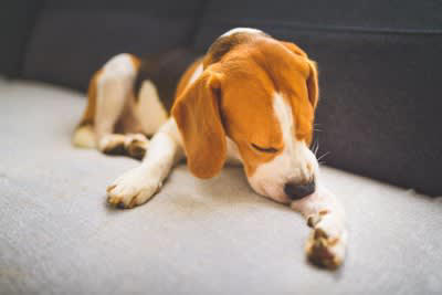 犬がつらいと感じる『人間の習慣』５選, 1.留守番時間が極端に長い, 2.休日だけ過剰なほどかまう, 3.規則正しすぎるタイムスケジュール, 4.夜更かしして遅くまで部屋が明るい, 5.頻繁に模様替えをする, 犬のストレスによる危険な症状