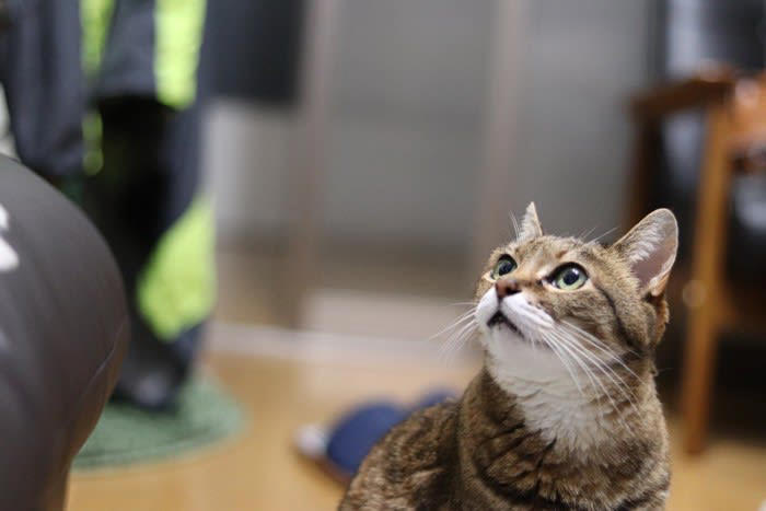 猫も「空気を読んでいる」と感じる瞬間3選, 1.泣いていると、そっとそばに来てくれる, 2.忙しそうにしていると、邪魔をせずに見守る, 3.喧嘩が始まると、間に入ってなだめようとする, なぜわかるの？猫の「察知能力」のヒミツ, 優れた「観察力」, わずかな変化に気づく「嗅覚」, 飼い主が意識したい「猫との接し方」, 猫が寄り添ってくれたら、優しく声をかける, 猫が一人になりたそうなときは無理に追わない, お互いに「心地よい距離感」を保つことが仲良しの秘訣