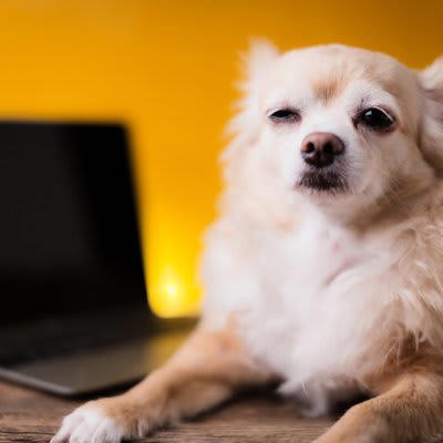 犬がつらいと感じる『人間の習慣』５選, 1.留守番時間が極端に長い, 2.休日だけ過剰なほどかまう, 3.規則正しすぎるタイムスケジュール, 4.夜更かしして遅くまで部屋が明るい, 5.頻繁に模様替えをする, 犬のストレスによる危険な症状