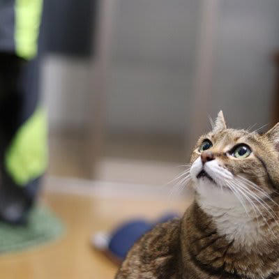 猫も「空気を読んでいる」と感じる瞬間3選, 1.泣いていると、そっとそばに来てくれる, 2.忙しそうにしていると、邪魔をせずに見守る, 3.喧嘩が始まると、間に入ってなだめようとする, なぜわかるの？猫の「察知能力」のヒミツ, 優れた「観察力」, わずかな変化に気づく「嗅覚」, 飼い主が意識したい「猫との接し方」, 猫が寄り添ってくれたら、優しく声をかける, 猫が一人になりたそうなときは無理に追わない, お互いに「心地よい距離感」を保つことが仲良しの秘訣