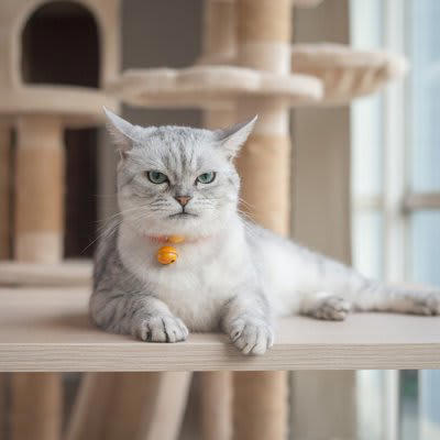 猫がみせる3つの八つ当たり行動, 2.過剰な爪とぎ, 3.過剰な毛づくろい, 猫が不機嫌なときの対処法