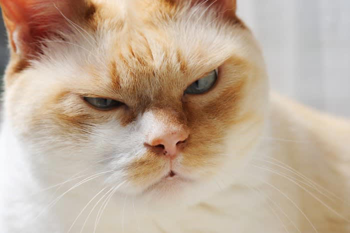猫がみせる3つの八つ当たり行動, 2.過剰な爪とぎ, 3.過剰な毛づくろい, 猫が不機嫌なときの対処法