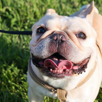 犬が嬉しがる『ワード』５選, 1.「いいこ」「すごいね」, 4.「散歩」「ごはん」「おやつ」, 犬が大喜びしているときに見せる行動