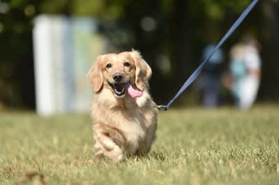 犬が嬉しがる『ワード』５選, 1.「いいこ」「すごいね」, 4.「散歩」「ごはん」「おやつ」, 犬が大喜びしているときに見せる行動