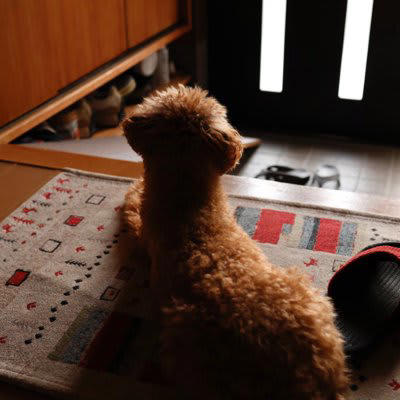 犬が『留守番できなくなる』飼い主の行動5つ, 1.外出前に過剰に話しかけたり抱きしめる, 2.帰宅後にテンション高く構いすぎる, 3.常に一緒にいようとする・べったり過ごす, 4.留守番中の失敗を叱る, 5.生活リズムや外出時間がバラバラ, 留守番が苦手な犬は「分離不安」かも, 「外出＝不安」と学習してしまう, 「帰宅＝興奮」と結びつく, 不安を感じやすい性格の犬もいる, 安心してお留守番できるようにするコツ, 短時間から練習して“離れること”に慣らす, 外出前後はあえて“淡々と”接する, 留守中は音・におい・安心できる環境を整える, おもちゃ・知育グッズで「待つ時間＝楽しい時間」に