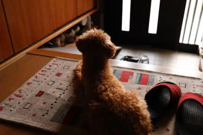 犬が『留守番できなくなる』飼い主の行動5つ, 1.外出前に過剰に話しかけたり抱きしめる, 2.帰宅後にテンション高く構いすぎる, 3.常に一緒にいようとする・べったり過ごす, 4.留守番中の失敗を叱る, 5.生活リズムや外出時間がバラバラ, 留守番が苦手な犬は「分離不安」かも, 「外出＝不安」と学習してしまう, 「帰宅＝興奮」と結びつく, 不安を感じやすい性格の犬もいる, 安心してお留守番できるようにするコツ, 短時間から練習して“離れること”に慣らす, 外出前後はあえて“淡々と”接する, 留守中は音・におい・安心できる環境を整える, おもちゃ・知育グッズで「待つ時間＝楽しい時間」に