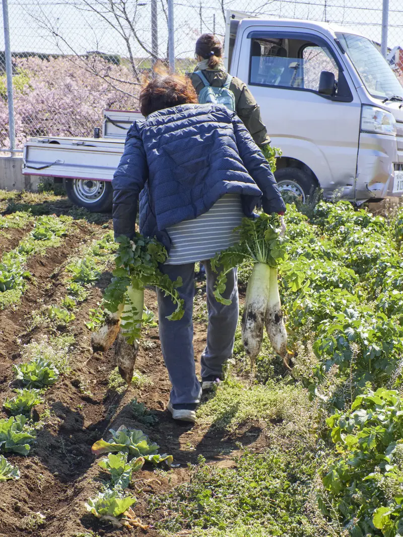 干したそのままを食べて感動する切り干し大根に出会ってしまいました, 蒸かし切り干し大根作り, これだけ覚えれば鉄板。一生使える切り干し大根の基本のレシピ, 作りおきにうってつけ、お弁当にもおすすめの煮物, 切り干し大根のもっとも簡単で手軽な食べ方 