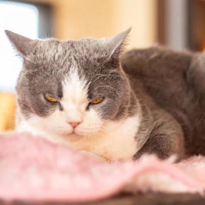 猫が飼い主をにらむ理由, 1.愛情と信頼のサイン, 2.お願いしている, 3.周りの状況を観察し、安全を確認している, 4.飼い主さんの次の行動を予測している, 5.「構ってほしい」と思っている, 猫がにらんでくるときの接し方, 愛情と信頼のサインのとき, 要求しているとき, 観察や構ってほしいとき