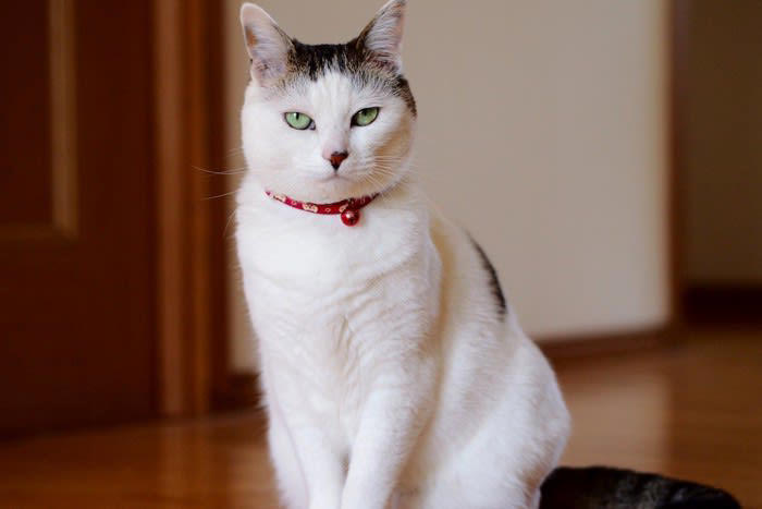 猫が飼い主をにらむ理由, 1.愛情と信頼のサイン, 2.お願いしている, 3.周りの状況を観察し、安全を確認している, 4.飼い主さんの次の行動を予測している, 5.「構ってほしい」と思っている, 猫がにらんでくるときの接し方, 愛情と信頼のサインのとき, 要求しているとき, 観察や構ってほしいとき