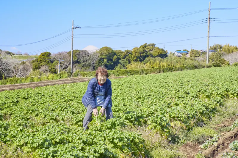 干したそのままを食べて感動する切り干し大根に出会ってしまいました, 蒸かし切り干し大根作り, これだけ覚えれば鉄板。一生使える切り干し大根の基本のレシピ, 作りおきにうってつけ、お弁当にもおすすめの煮物, 切り干し大根のもっとも簡単で手軽な食べ方 