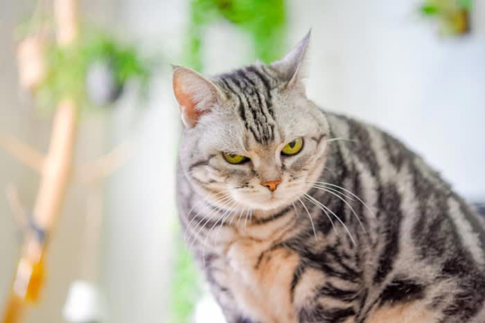 猫が飼い主をにらむ理由, 1.愛情と信頼のサイン, 2.お願いしている, 3.周りの状況を観察し、安全を確認している, 4.飼い主さんの次の行動を予測している, 5.「構ってほしい」と思っている, 猫がにらんでくるときの接し方, 愛情と信頼のサインのとき, 要求しているとき, 観察や構ってほしいとき