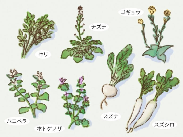 ・七草がゆっていつ食べるのが正解なの？, ・七草がゆに使う春の七草の種類を紹介, ・1月7日に七草がゆを食べる意味って？, ・七草がゆの材料はどこで買えばいいの？, ・鶏肉入りでボリュームアップ！基本の七草がゆ, ・小さな子でも大丈夫！子どもが食べやすいコンソメ七草がゆ, ・鶏ガラスープの素で作る中華風七草がゆ