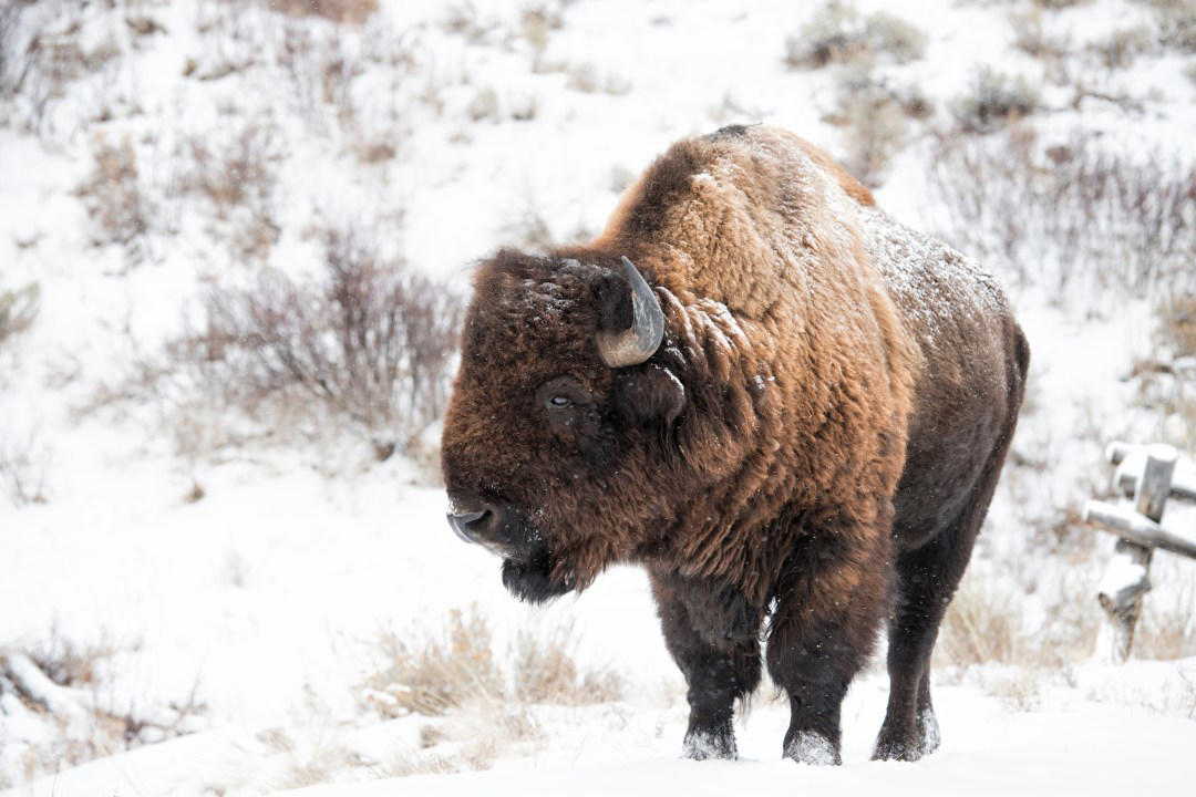 Grand Teton National Park (Wyoming), Yosemite National Park (California), Acadia National Park (Maine), Yellowstone National Park (Wyoming, Montana, Idaho), Rocky Mountain National Park (Colorado), Grand Canyon National Park (Arizona), Bryce Canyon National Park (Utah)
