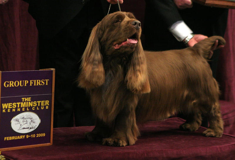2) Irish Water Spaniel, 3) Welsh Springer Spaniel, 4) Sussex Spaniel, 5) Boykin Spaniel