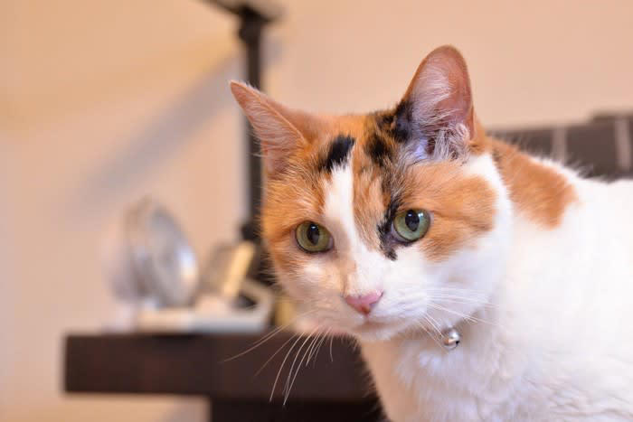 猫が初対面の人に取りがちな行動, 1.遠くからじっと見つめてくる, 2.柱や家具の陰からこっそりのぞく, 3.においを嗅ぎに来る, 4.隠れたまま出てこない, 猫と仲良くなるための応え方, ゆっくりまばたきをする, 動かず「においチェック」される, 「人差し指」をそっと差し出す, 猫が自分から来るまで待ってあげる
