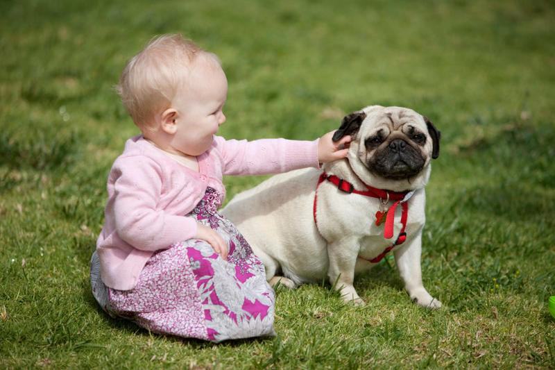 2) Your child should know how to touch the pet., 3) Your child should know the rules for the pet., 4) Your child should know to respect the pet's boundaries., 5) Your child should know that sharing isn't always caring.