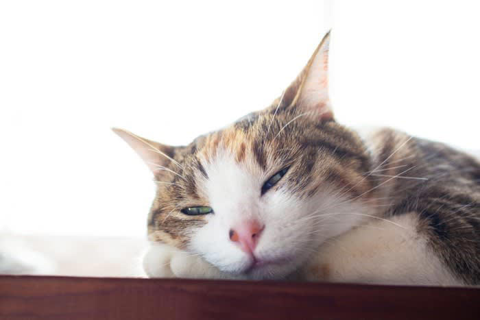 1.ひとり時間を優先したい, 2.眠い・休憩したい, 3.別のものに意識が向いている, 4.体調が不安定, 5.過去の『トラウマ』