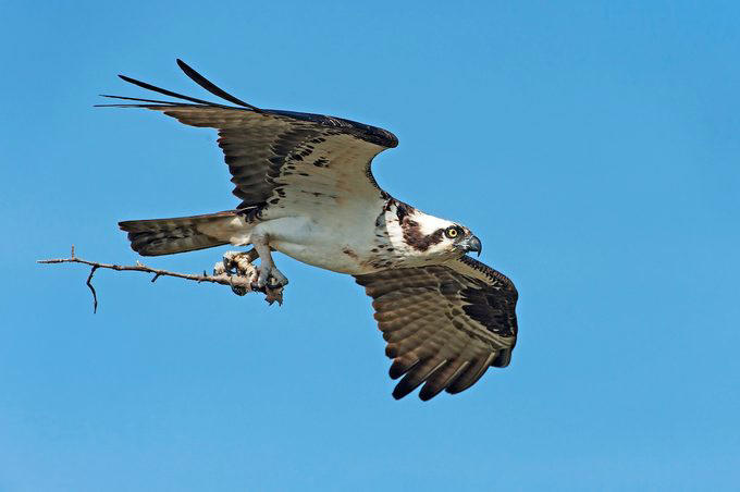 Chicago, Illinois, Tucson, Arizona, Fayetteville, Arkansas, Aurora, Colorado, Ft. Lauderdale, Florida, Takoma Park, Maryland, Cape May, New Jersey, Harlingen, Texas, Seattle, Washington, Green Bay, Wisconsin, Community Wildlife Habitat Program