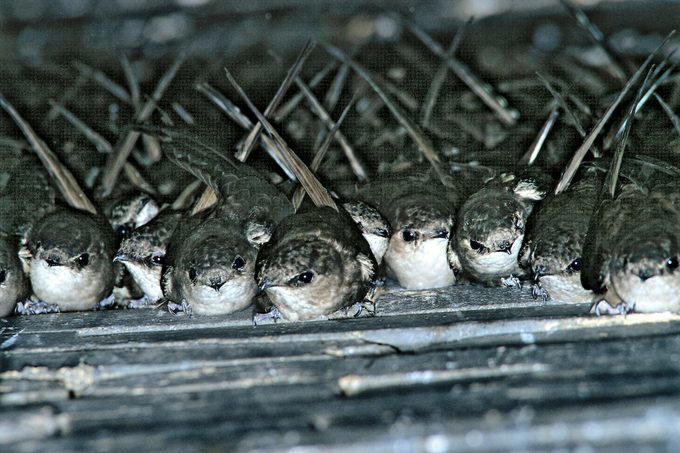 Chicago, Illinois, Tucson, Arizona, Fayetteville, Arkansas, Aurora, Colorado, Ft. Lauderdale, Florida, Takoma Park, Maryland, Cape May, New Jersey, Harlingen, Texas, Seattle, Washington, Green Bay, Wisconsin, Community Wildlife Habitat Program