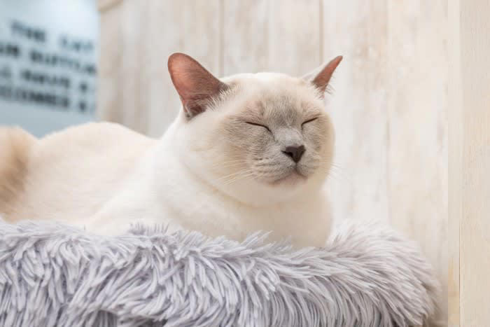 1.ひとり時間を優先したい, 2.眠い・休憩したい, 3.別のものに意識が向いている, 4.体調が不安定, 5.過去の『トラウマ』