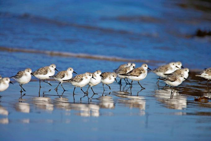 Chicago, Illinois, Tucson, Arizona, Fayetteville, Arkansas, Aurora, Colorado, Ft. Lauderdale, Florida, Takoma Park, Maryland, Cape May, New Jersey, Harlingen, Texas, Seattle, Washington, Green Bay, Wisconsin, Community Wildlife Habitat Program