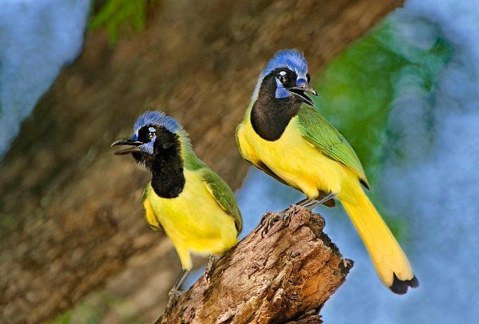 Chicago, Illinois, Tucson, Arizona, Fayetteville, Arkansas, Aurora, Colorado, Ft. Lauderdale, Florida, Takoma Park, Maryland, Cape May, New Jersey, Harlingen, Texas, Seattle, Washington, Green Bay, Wisconsin, Community Wildlife Habitat Program