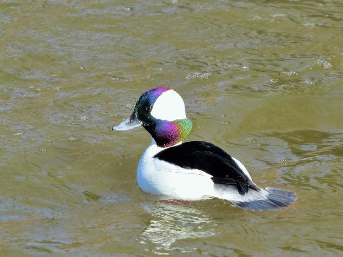Chicago, Illinois, Tucson, Arizona, Fayetteville, Arkansas, Aurora, Colorado, Ft. Lauderdale, Florida, Takoma Park, Maryland, Cape May, New Jersey, Harlingen, Texas, Seattle, Washington, Green Bay, Wisconsin, Community Wildlife Habitat Program
