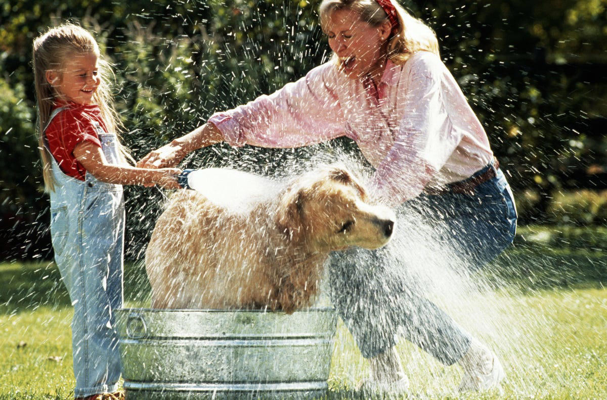 2) Your child should know how to touch the pet., 3) Your child should know the rules for the pet., 4) Your child should know to respect the pet's boundaries., 5) Your child should know that sharing isn't always caring.