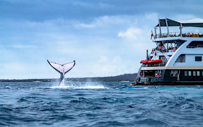 In this guide:, Before you book, What makes the Galápagos Islands so special?, How do I get there?, When should I go?, How much does a Galapágos cruise cost?, Who will my fellow passengers be?, Life on board, What will I see?, What’s included in my cruise fare?, What facilities are on board?, What’s new?, Before you go, What should I pack?, What should I research?, About our expert, Gary Buchanan
