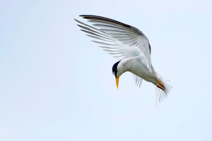 Chicago, Illinois, Tucson, Arizona, Fayetteville, Arkansas, Aurora, Colorado, Ft. Lauderdale, Florida, Takoma Park, Maryland, Cape May, New Jersey, Harlingen, Texas, Seattle, Washington, Green Bay, Wisconsin, Community Wildlife Habitat Program