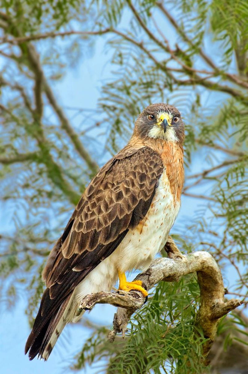 Chicago, Illinois, Tucson, Arizona, Fayetteville, Arkansas, Aurora, Colorado, Ft. Lauderdale, Florida, Takoma Park, Maryland, Cape May, New Jersey, Harlingen, Texas, Seattle, Washington, Green Bay, Wisconsin, Community Wildlife Habitat Program