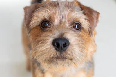 犬が飼い主に外出しないでと言っているサイン, 1.飼い主の後をついて回る, 2.ドアの前に座り込んだり寝転んだりする, 3.ずーっと目を見つめたままでいる, 4.「クン…」と鳴いたりため息をついたりする, どうしても出かけなければならないときの対処法