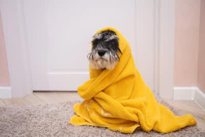 犬の冬散歩で注意すべきポイント！日常に潜む危険について, 足裏へのダメージ, 犬と安全に外出する方法, ウォーミングアップを行う, 寒さ対策を忘れない, 反射材などを装着する, 帰宅後のヒートショックに注意