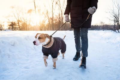 犬の冬散歩で注意すべきポイント！日常に潜む危険について, 足裏へのダメージ, 犬と安全に外出する方法, ウォーミングアップを行う, 寒さ対策を忘れない, 反射材などを装着する, 帰宅後のヒートショックに注意