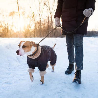 犬の冬散歩で注意すべきポイント！日常に潜む危険について, 足裏へのダメージ, 犬と安全に外出する方法, ウォーミングアップを行う, 寒さ対策を忘れない, 反射材などを装着する, 帰宅後のヒートショックに注意