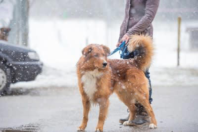 犬の冬散歩で注意すべきポイント！日常に潜む危険について, 足裏へのダメージ, 犬と安全に外出する方法, ウォーミングアップを行う, 寒さ対策を忘れない, 反射材などを装着する, 帰宅後のヒートショックに注意