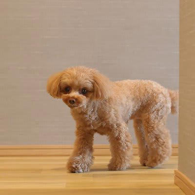 犬が飼い主に外出しないでと言っているサイン, 1.飼い主の後をついて回る, 2.ドアの前に座り込んだり寝転んだりする, 3.ずーっと目を見つめたままでいる, 4.「クン…」と鳴いたりため息をついたりする, どうしても出かけなければならないときの対処法