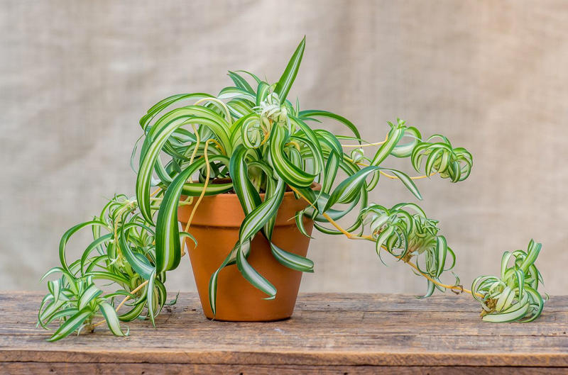 Spider Plant, Snake Plant, Christmas Cactus, Chinese Money Plant, Jade Plant