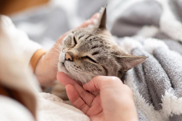1.安全な場所だと感じている, 2.子猫時代の名残, 3.温かくて心地よいと思っている, 4.飼い主との絆を確認したい気持ちがある