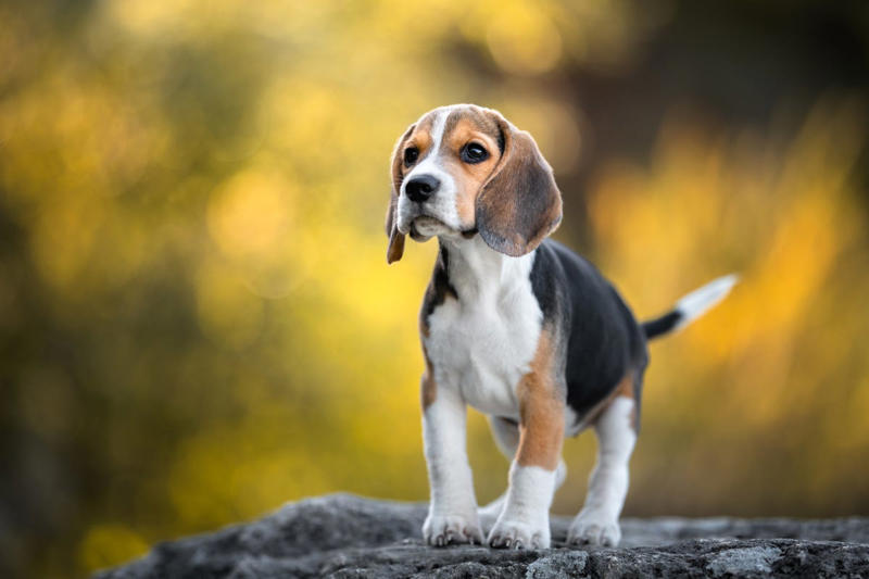 2) Beagle 2) Beagle, 3) Bichon Frisé, 4) Tibetan Spaniel, 6) Staffordshire Bull Terrier