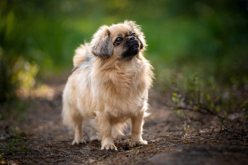 4) Tibetan Spaniel 2) Beagle, 3) Bichon Frisé, 4) Tibetan Spaniel, 6) Staffordshire Bull Terrier