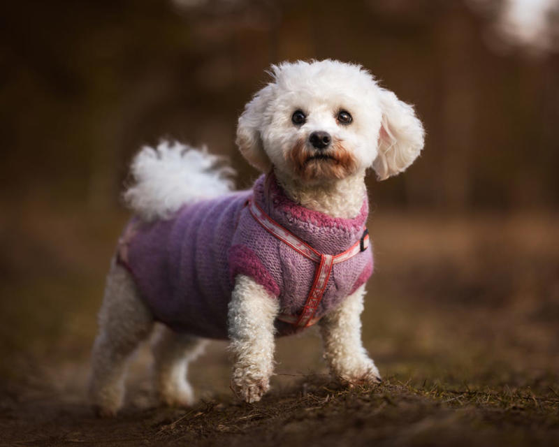 3) Bichon Frisé 2) Beagle, 3) Bichon Frisé, 4) Tibetan Spaniel, 6) Staffordshire Bull Terrier