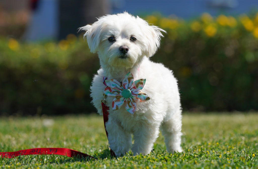 Chow Chow, Bullmastiff, Chihuahua, Boston Terrier, Basset Hound, French Bulldog, Lhasa Apso, Greyhound, Miniature Schnauzer, Shar Pei, Dachshund , Labradoodle, Scottish Terrier, English Foxhound, Small Munsterlander Pointer, Otterhound, Shiba Inu, Bull Terrier, Golden Retriever
