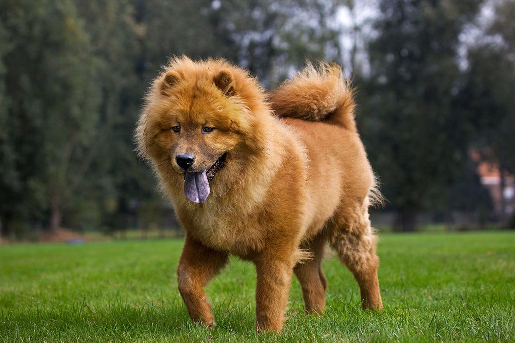 Chow Chow, Bullmastiff, Chihuahua, Boston Terrier, Basset Hound, French Bulldog, Lhasa Apso, Greyhound, Miniature Schnauzer, Shar Pei, Dachshund , Labradoodle, Scottish Terrier, English Foxhound, Small Munsterlander Pointer, Otterhound, Shiba Inu, Bull Terrier, Golden Retriever