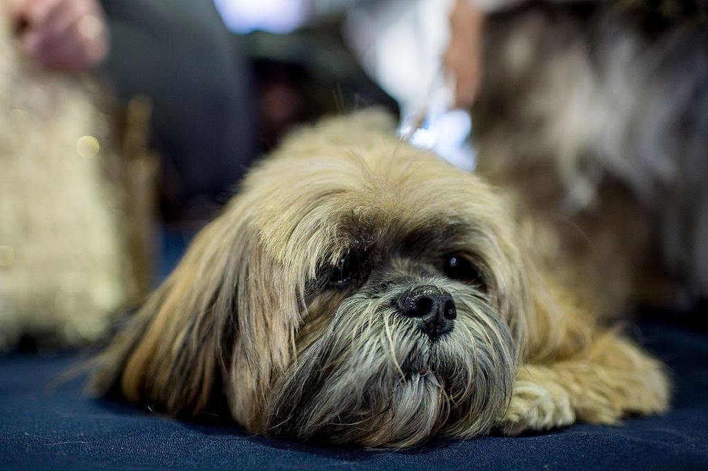 Chow Chow, Bullmastiff, Chihuahua, Boston Terrier, Basset Hound, French Bulldog, Lhasa Apso, Greyhound, Miniature Schnauzer, Shar Pei, Dachshund , Labradoodle, Scottish Terrier, English Foxhound, Small Munsterlander Pointer, Otterhound, Shiba Inu, Bull Terrier, Golden Retriever