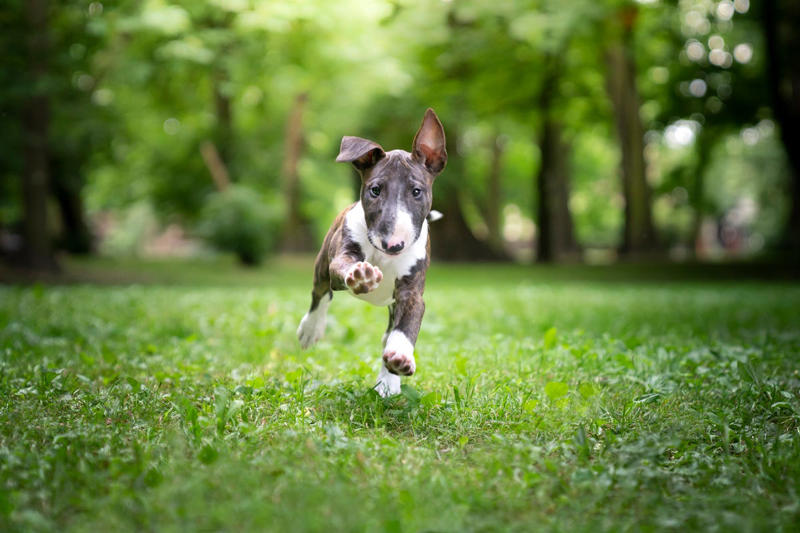 Chow Chow, Bullmastiff, Chihuahua, Boston Terrier, Basset Hound, French Bulldog, Lhasa Apso, Greyhound, Miniature Schnauzer, Shar Pei, Dachshund , Labradoodle, Scottish Terrier, English Foxhound, Small Munsterlander Pointer, Otterhound, Shiba Inu, Bull Terrier, Golden Retriever