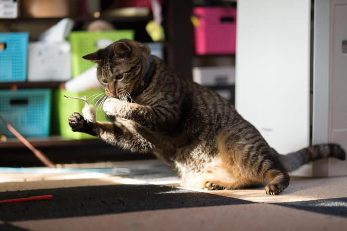 1.自動で動くおもちゃを活用する, 2.キャットタワーで上下運動を促す, 3.知育トイで頭を使った遊びを取り入れる, 4.窓辺を活用した外観察スペースを作る, 5.隠れ場所を用意する