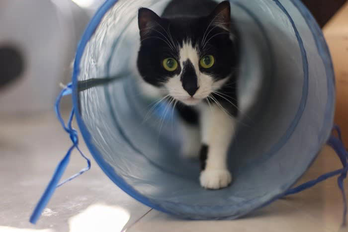 1.自動で動くおもちゃを活用する, 2.キャットタワーで上下運動を促す, 3.知育トイで頭を使った遊びを取り入れる, 4.窓辺を活用した外観察スペースを作る, 5.隠れ場所を用意する